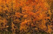 Orange Aspens 061a